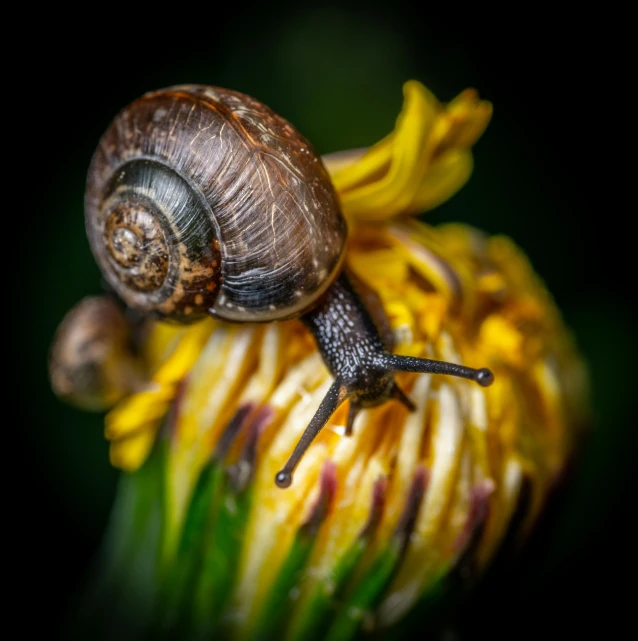 a snail sitting on top of a yellow flower, a macro photograph, by Sebastian Spreng, pexels contest winner, renaissance, two little horn on the head, brown, grey, slow exposure hdr 8 k