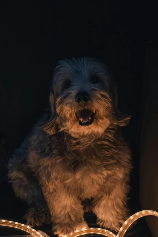 a small white dog sitting on top of a table, a picture, by Adam Marczyński, pexels contest winner, renaissance, sneering. cinematic lighting, glowing in the dark, portrait of rugged zeus, glowing mouth