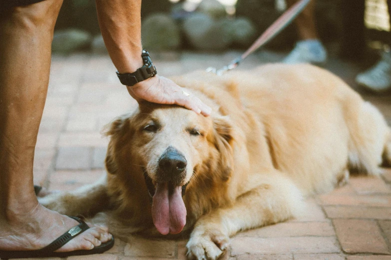 a close up of a person petting a dog, trending on unsplash, renaissance, aussie, laying down, slightly golden, vintage color