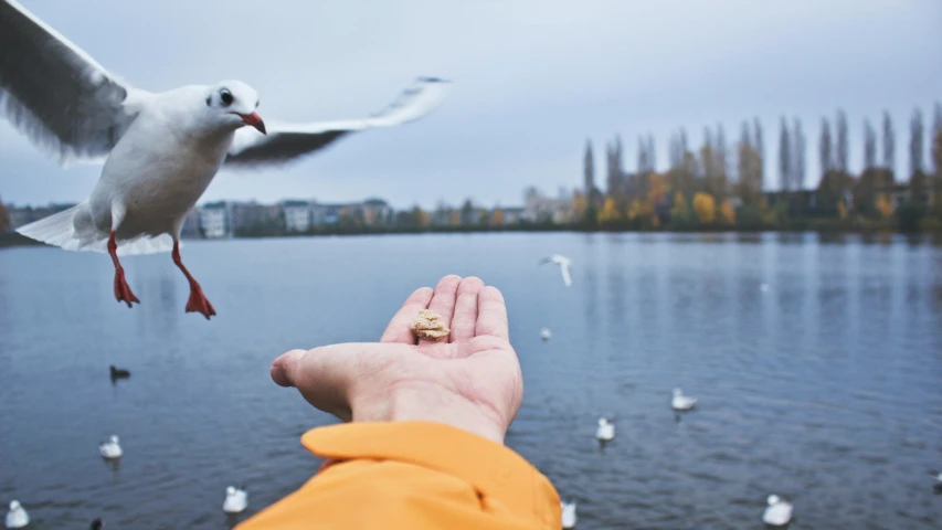 a bird that is flying over a person's hand, by Julia Pishtar, pexels contest winner, photo of zurich, snacks, seagull, during autumn