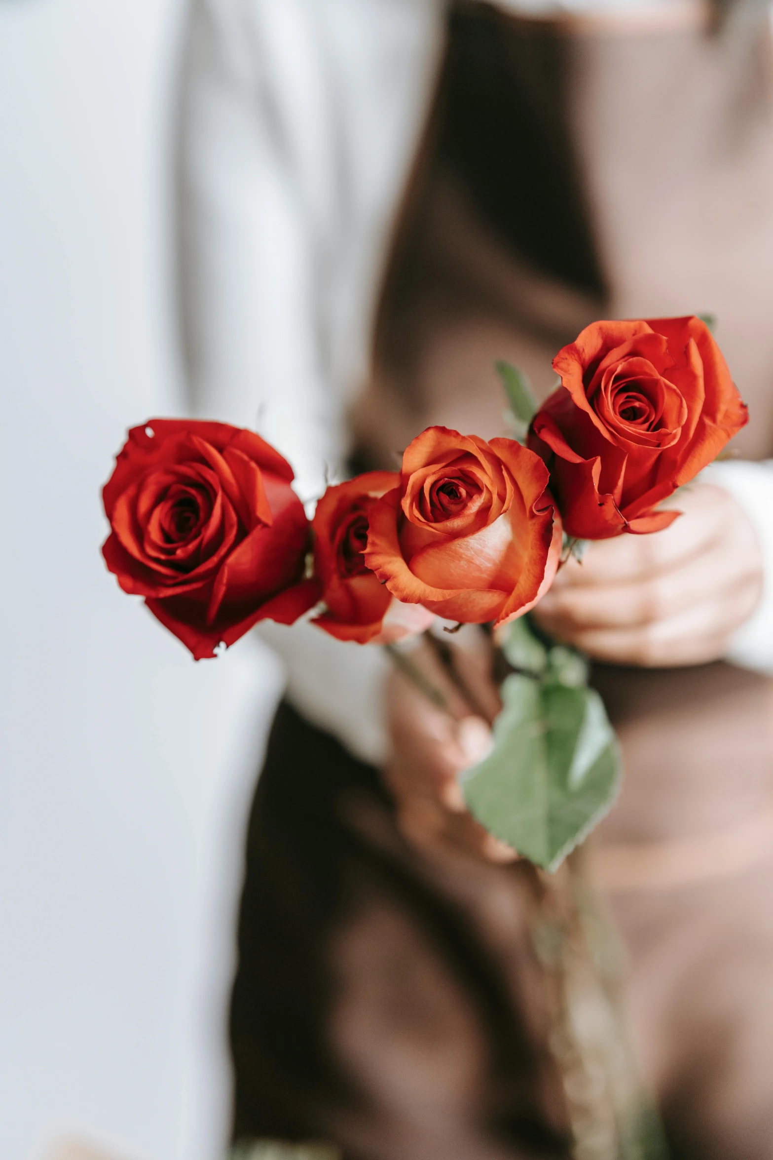 a woman holding three red roses in her hands, a still life, trending on unsplash, brown flowers, romantic lead, lined up horizontally, lightly dressed