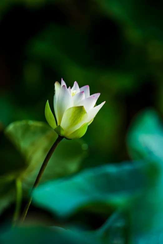 a white flower sitting on top of a green leaf, paul barson, lotus pond, colour photograph, upright