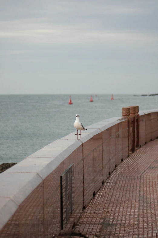 a seagull sitting on top of a brick wall next to the ocean, walking down the catwalk, buenos aires, maryport, sittin