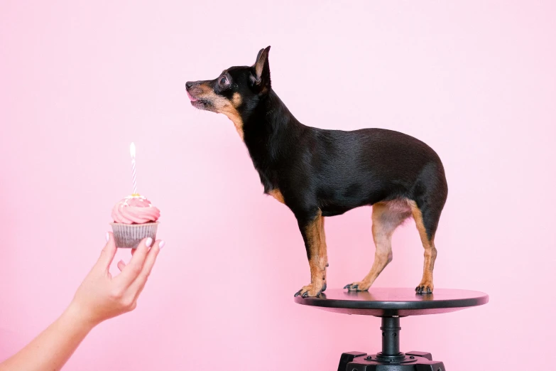 a small dog standing on top of a table next to a cupcake, modelling, holding a candle, profile image, square