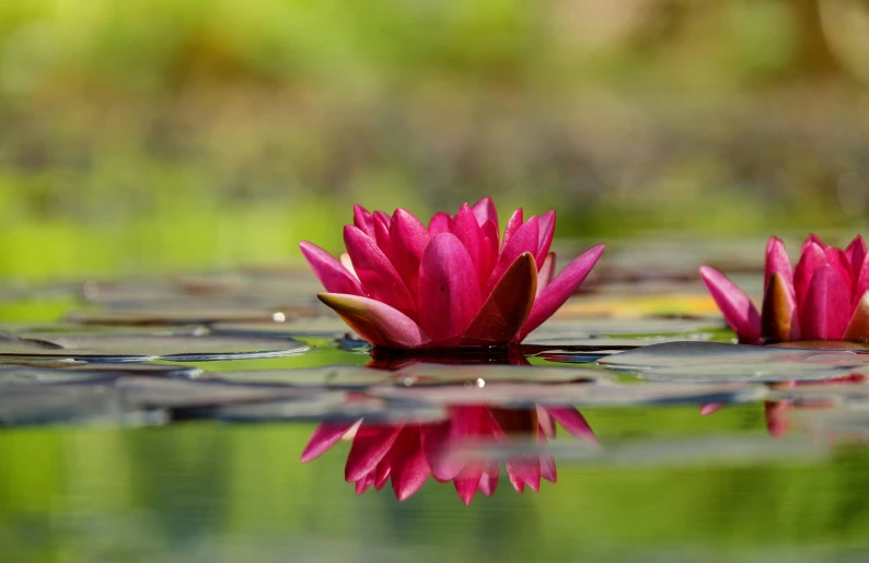 a couple of pink flowers floating on top of a body of water, sitting at a pond