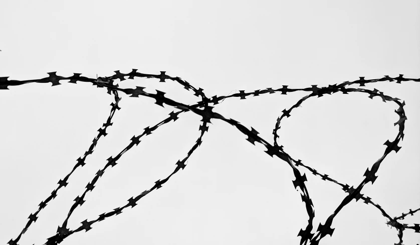 a bird sitting on top of a barbed wire fence, a black and white photo, by Matija Jama, pexels, conceptual art, vines and thorns, minimalist lines, 000 — википедия, black outlines