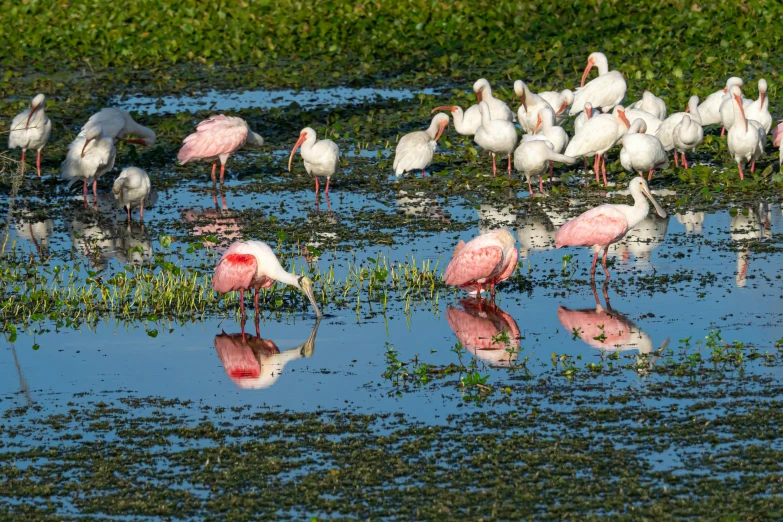 a group of birds that are standing in the water, white and pink, filled with fauna, red reflections, on a sunny day