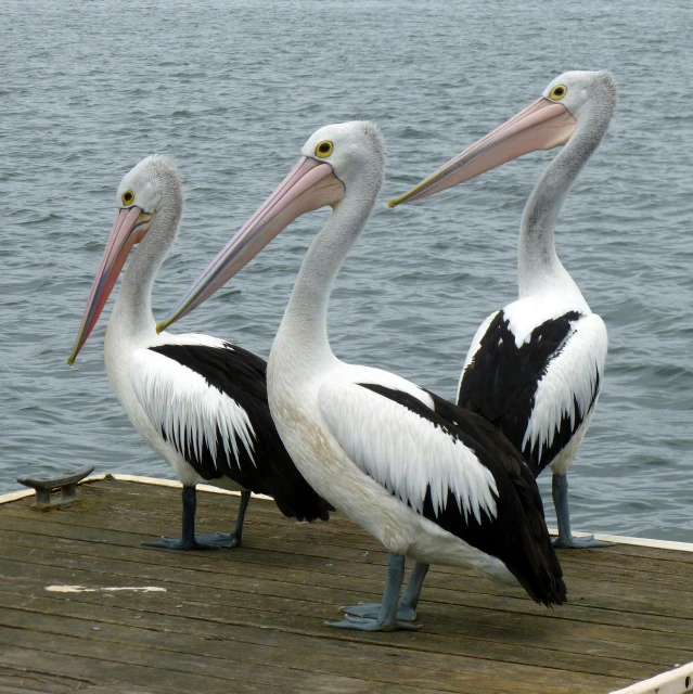 three pelicans are standing on a dock by the water, a portrait, by Elizabeth Durack, pixabay, hurufiyya, sunken, full frame image, taken in the late 2000s, sitting down