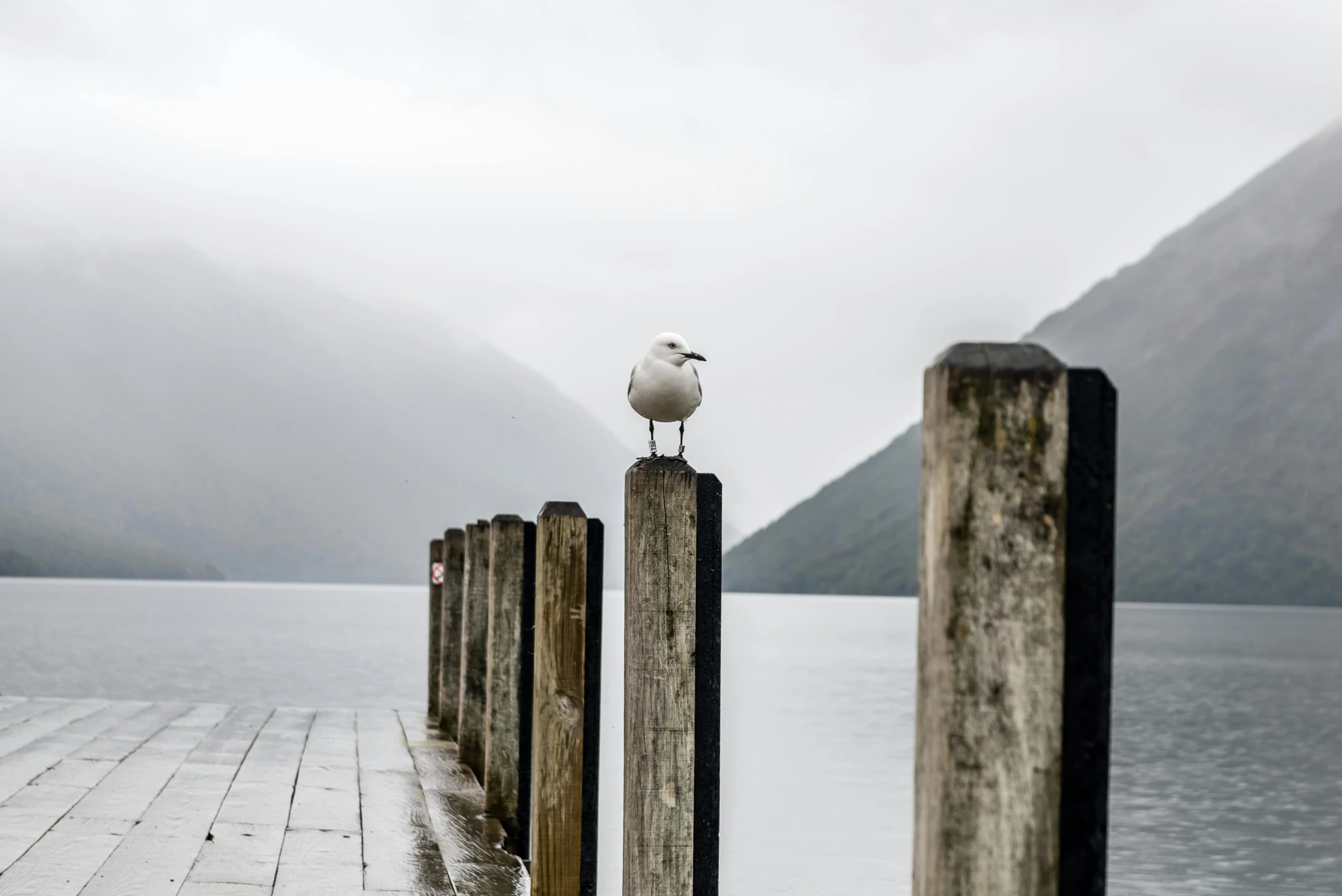 a seagull sitting on the end of a pier, pexels contest winner, fjords, overcast lake, lachlan bailey, fine art print