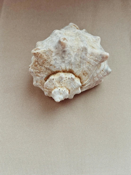 a close up of a shell on a table, by Anna Haifisch, low quality photo, photorealistic image, speckled, white crown