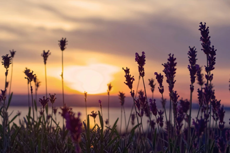 a field of purple flowers with the sun setting in the background, pexels contest winner, tranquillity, instagram post, ((sunset)), lavender