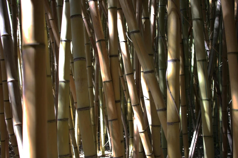 a close up of a bunch of bamboo poles, a picture, flickr, great light and shadows”, curved trees, avatar image, shot on kodak vision 200t