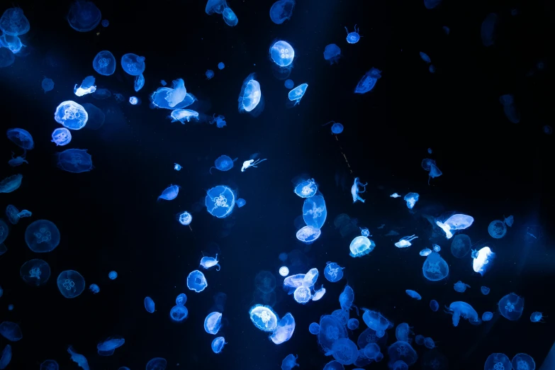 a bunch of jellyfish floating in the water, a microscopic photo, by Julia Pishtar, unsplash, light and space, dark blue neon light, jen atkin, cryogenic pods, blue scales with white spots