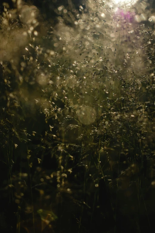 a fire hydrant sitting in the middle of a field, inspired by Elsa Bleda, australian tonalism, swarm of fireflies, ignant, gold flowers, abstract photography