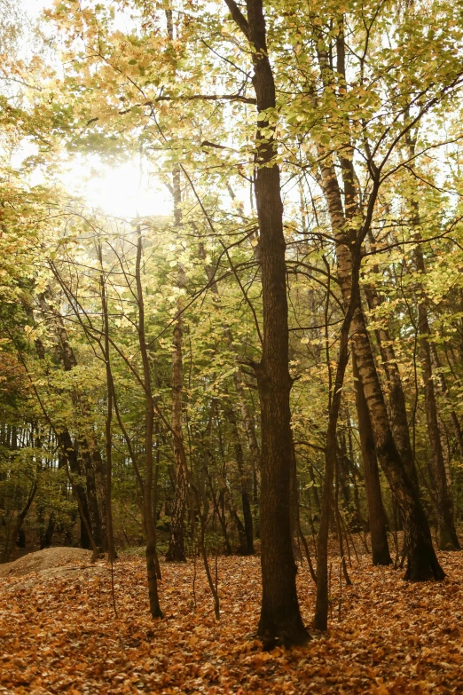 a red fire hydrant sitting in the middle of a forest, sun filtering through trees, ancient oak forest, birch trees, panoramic