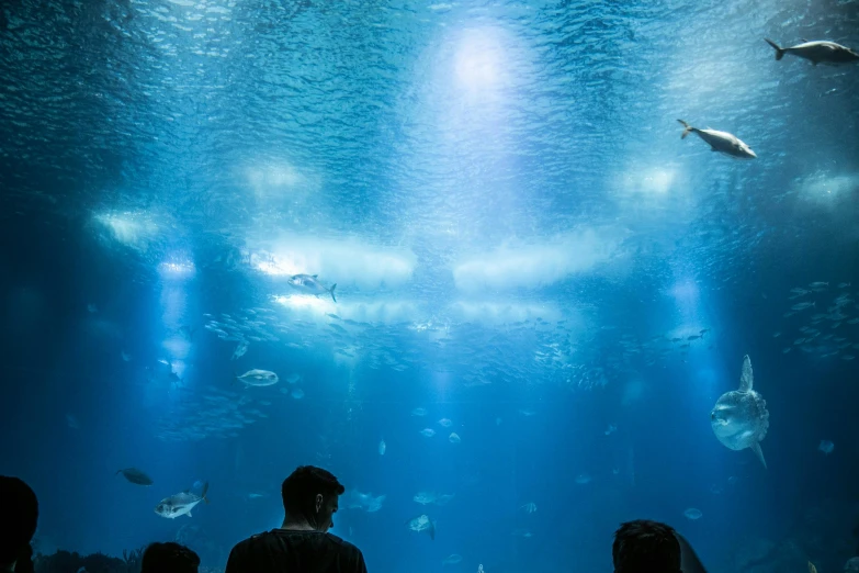 a group of people standing in front of a fish tank, by Daniel Lieske, pexels contest winner, photo of the middle of the ocean, panoramic, looking at the ceiling, 🦩🪐🐞👩🏻🦳