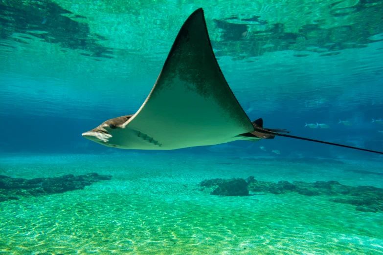 a manta ray glides through the clear water, by Gavin Nolan, pexels contest winner, hurufiyya, zoo, rectangle, ultrawide landscape, manly