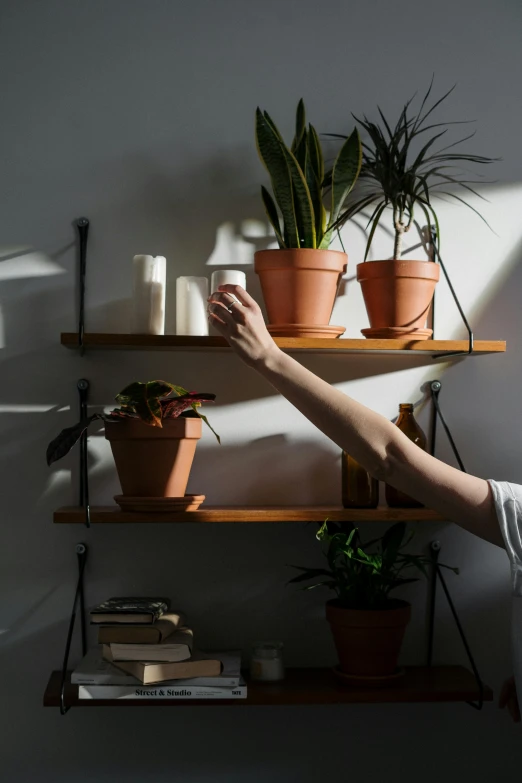 a woman reaching for a potted plant on a shelf, unsplash contest winner, light and space, natural candle lighting, detailed product shot, sun overhead, shelves full