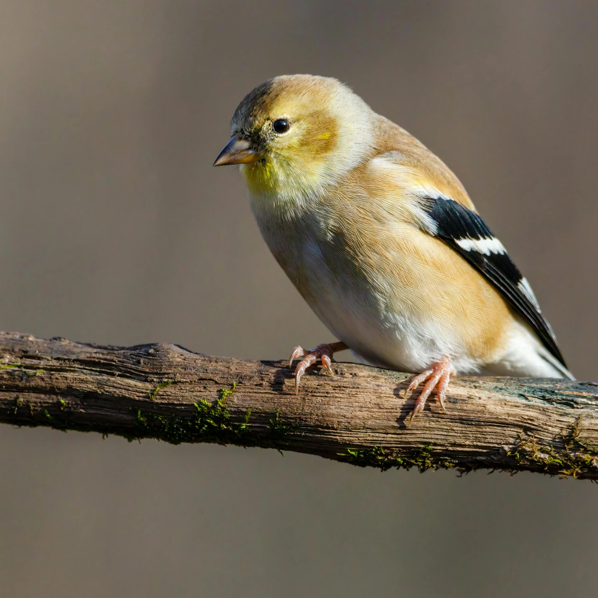 a small bird sitting on top of a tree branch, a portrait, by Jim Manley, trending on pexels, baroque, small blond goatee, maple syrup highlights, pyromallis, portrait of a big