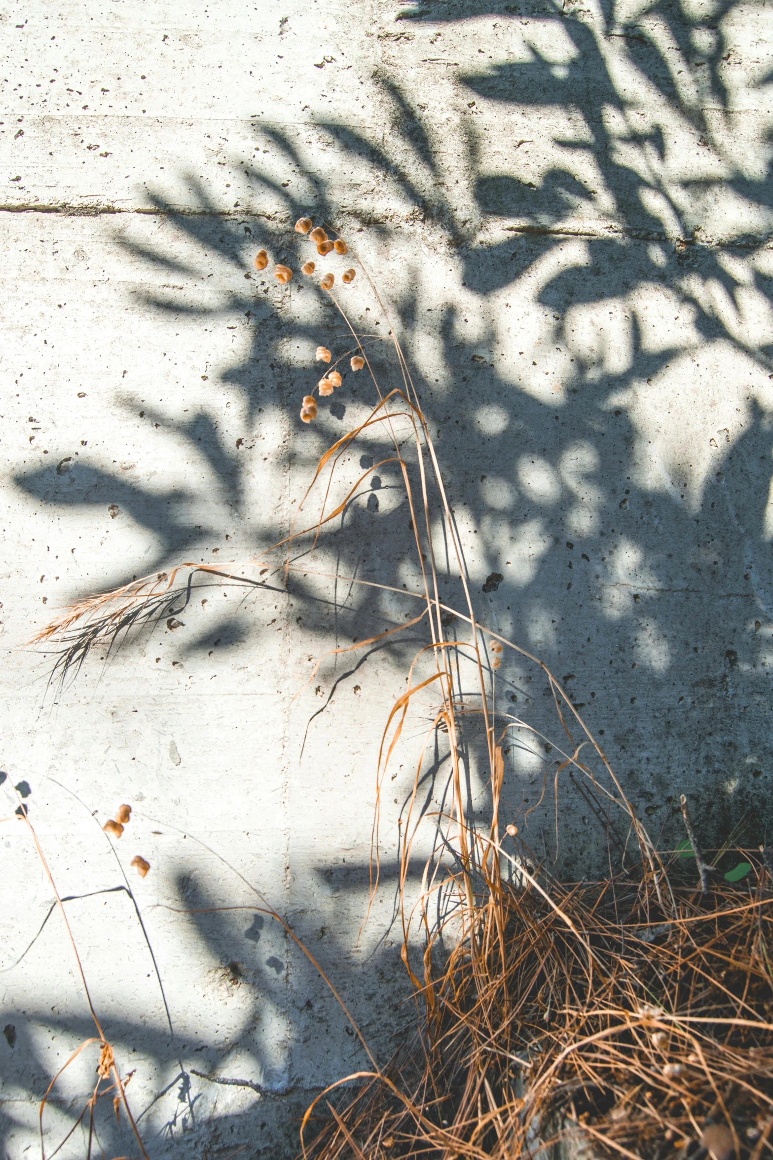 a fire hydrant sitting on the side of a road, an album cover, by Linda Sutton, unsplash, concrete art, trees cast shadows on the wall, willow plant, “berries, abstract detail