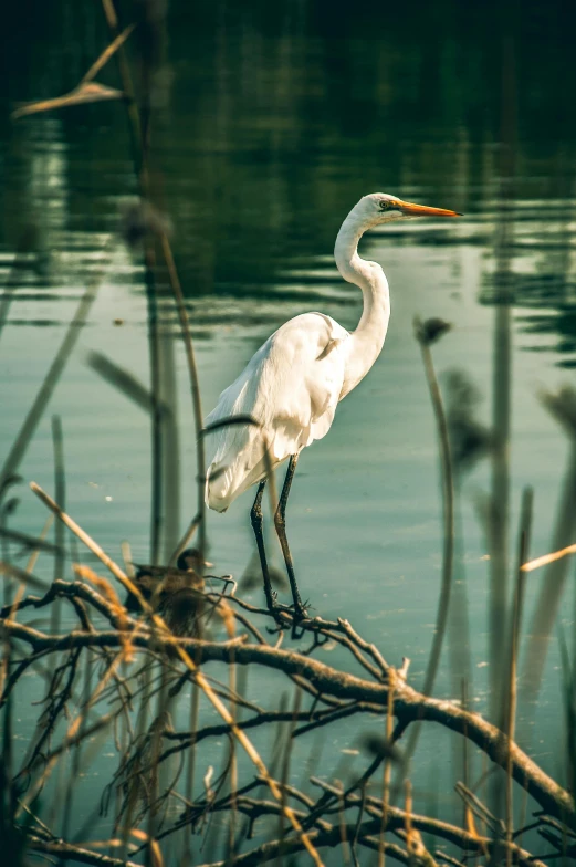 a large white bird standing on top of a tree branch, pexels contest winner, standing in a lake, louisiana, well focused, crane