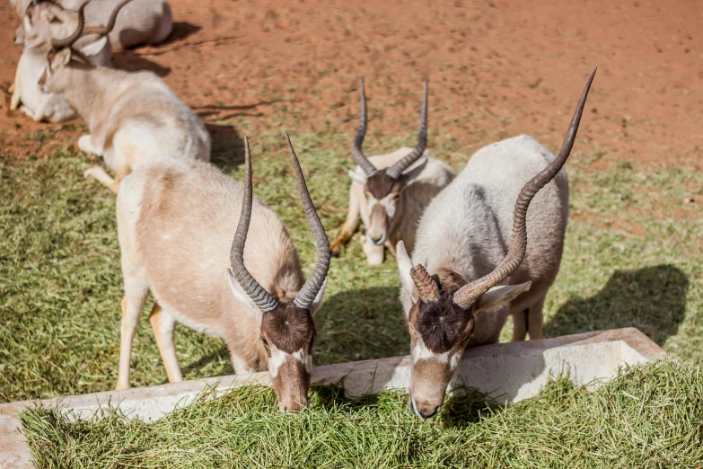 a couple of animals that are standing in the grass, a photo, trending on unsplash, hurufiyya, white horns from eyebrows, arid ecosystem, in the zoo exhibit, eating