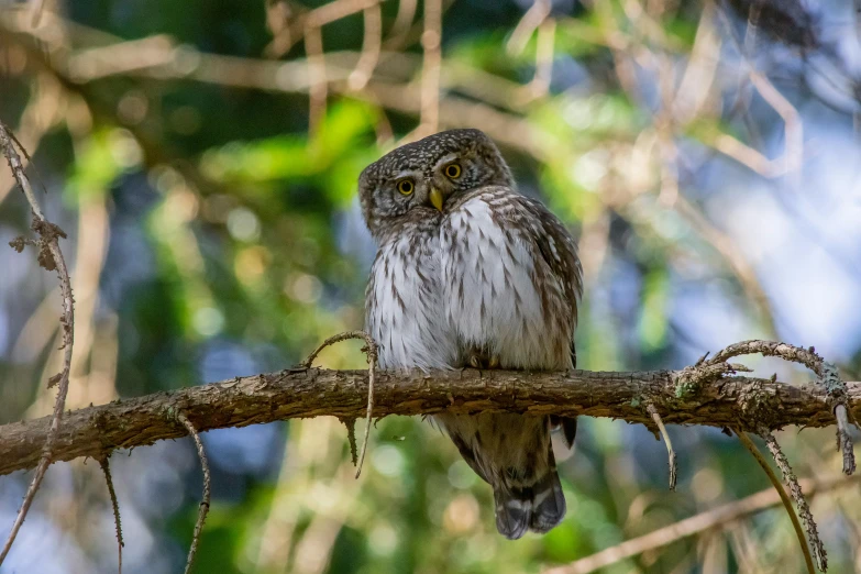 a small owl sitting on top of a tree branch, by Peter Churcher, pexels contest winner, hurufiyya, tamborine, rounded beak, museum quality photo, fishing