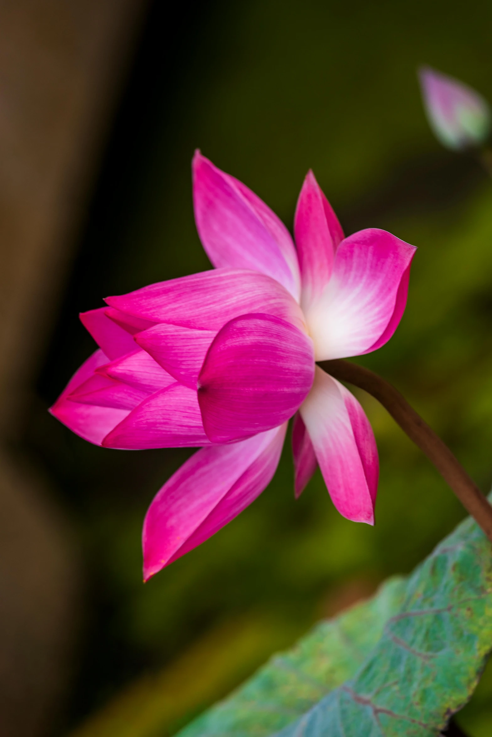 a pink flower sitting on top of a green leaf