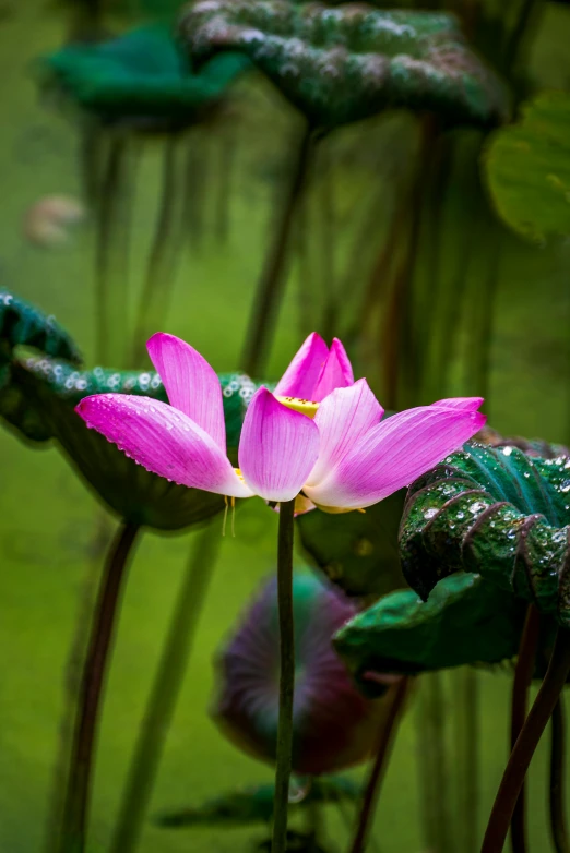 a pink flower sitting on top of a lush green field, lotus pond, paul barson, taken in the early 2020s, ben lo