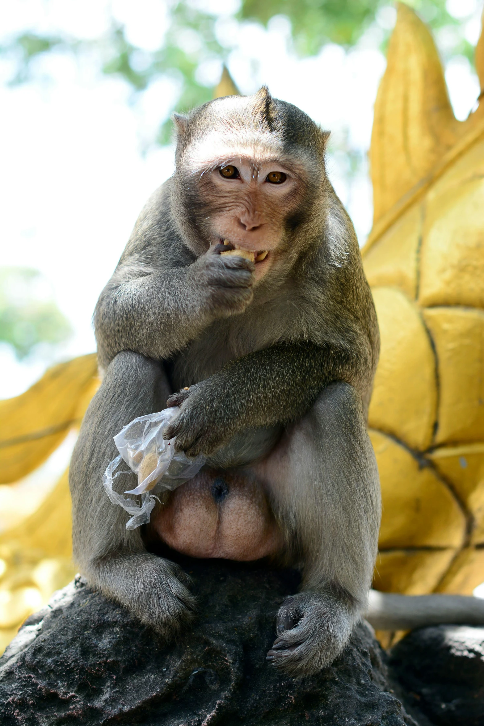 a monkey that is sitting on a rock, sitting on a stool