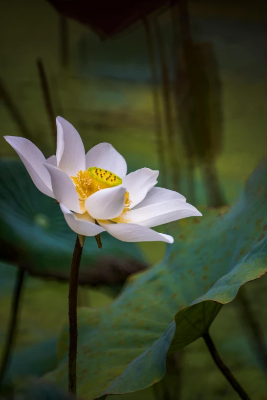 a white flower sitting on top of a green leaf, located in a swamp at sunrise, award - winning photo ”, ben lo, fine art print