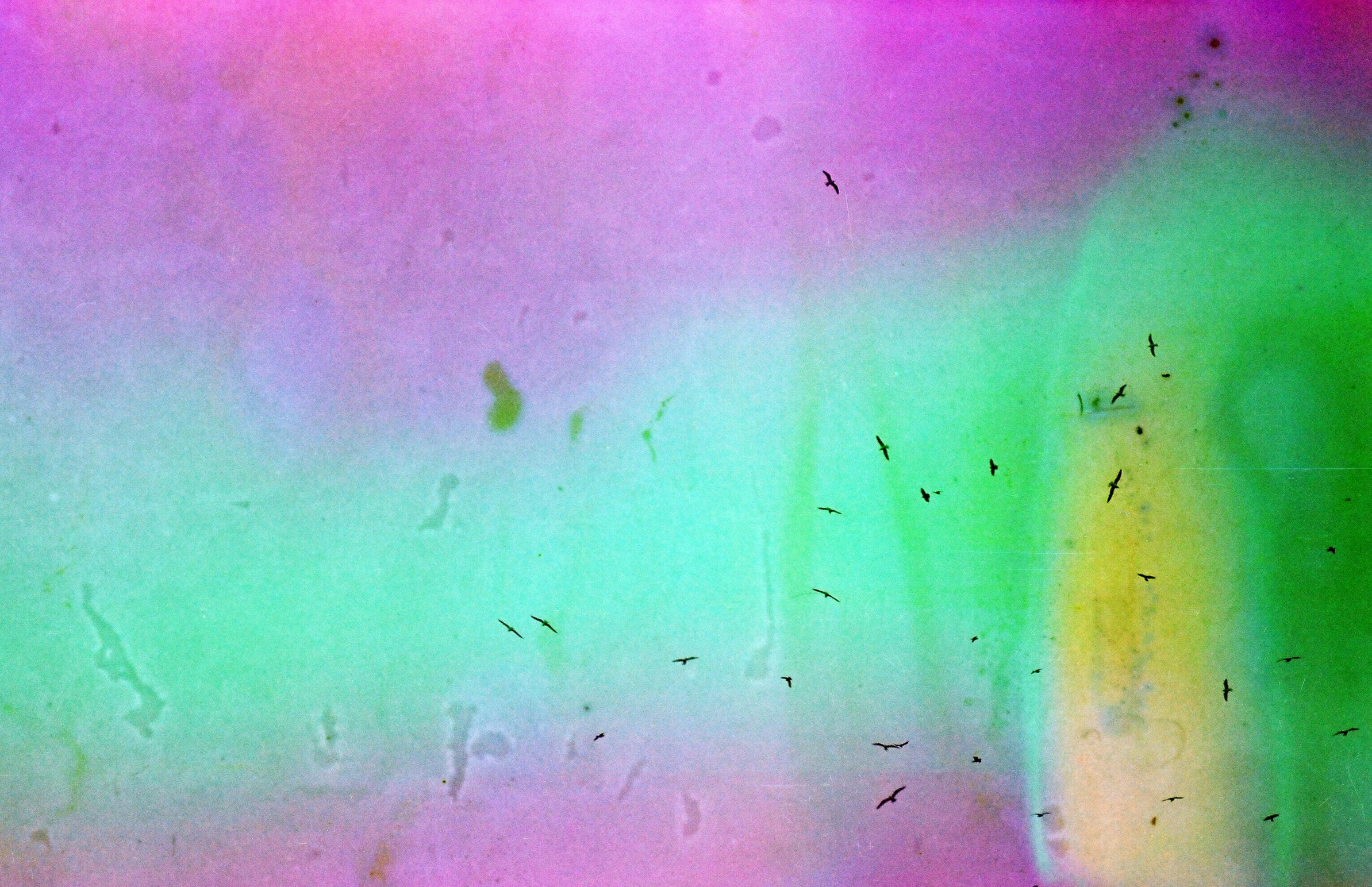 a bunch of flies that are flying in the air, an album cover, inspired by Howardena Pindell, color field, vapor wave, ( ( abstract ) ), colored gels, birds