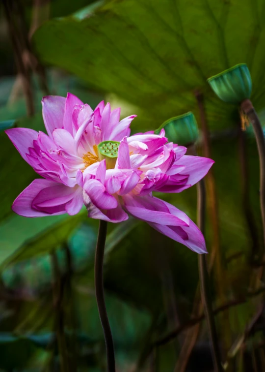 a pink flower with green leaves in the background, by Reuben Tam, unsplash, renaissance, nymphaea, award winning nature photograph, vietnam, hyper - detailed color photo