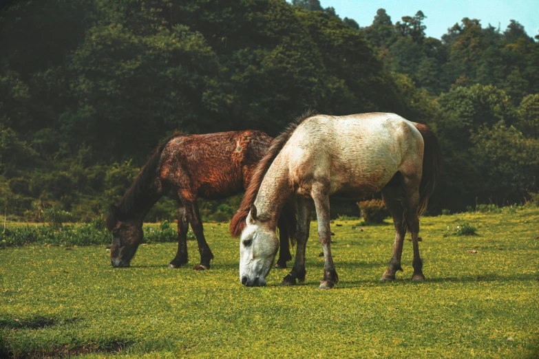 a couple of horses that are standing in the grass, pexels contest winner, in karuizawa, 90s photo, 🦩🪐🐞👩🏻🦳, ready to eat