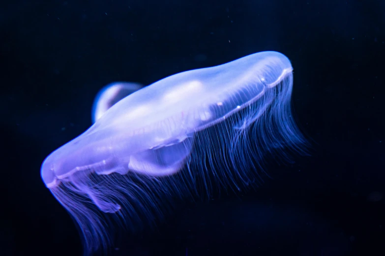 a jellyfish that is floating in the water, a microscopic photo, by Adam Marczyński, trending on unsplash, glowing flowing hair, whale, glowing veins of white, from the side