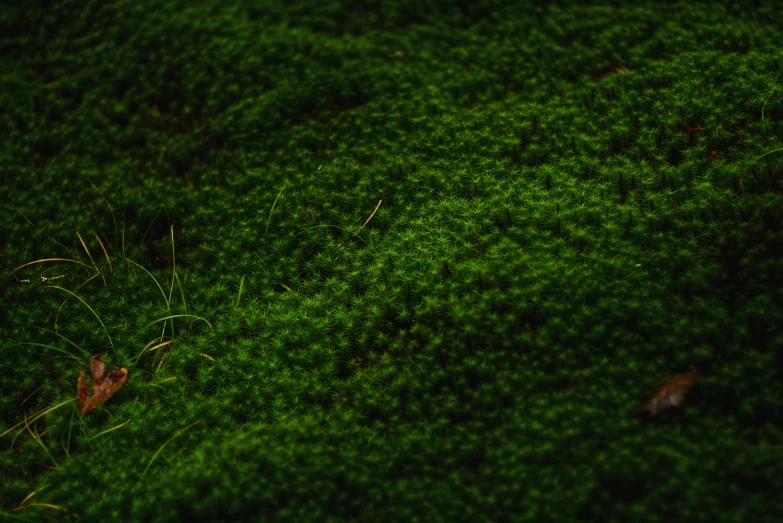 a close up of a green moss covered ground, an album cover, inspired by Elsa Bleda, unsplash, hurufiyya, medium format. soft light, ignant, high detail 4k, small plants