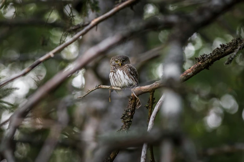 a small bird sitting on top of a tree branch, a portrait, by Jaakko Mattila, unsplash contest winner, hurufiyya, boreal forest, very very small owl, overcast mood, australian