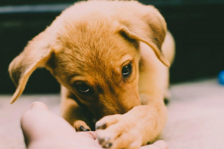 a close up of a dog playing with a person's foot, pexels contest winner, puppy, brown, thumbnail, thoughtful expression