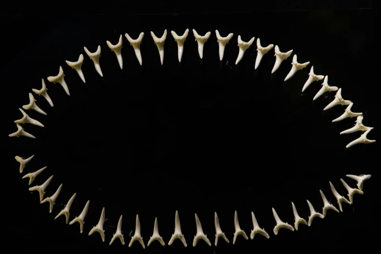 the teeth of a shark are arranged in a circle, by Attila Meszlenyi, pixabay, hurufiyya, vantablack wall, bone jewellery, museum photo, backdrop
