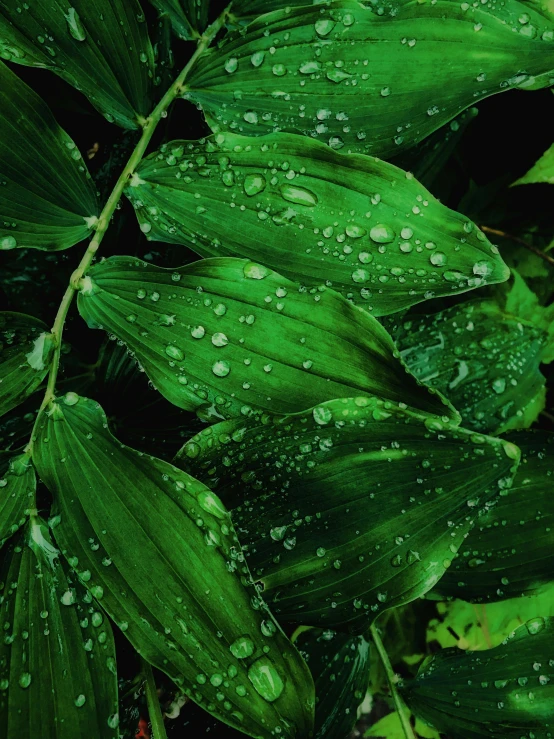 green leaves with water droplets on them, an album cover, inspired by Elsa Bleda, trending on unsplash, photorealism, it\'s name is greeny, ( ( ( kauai ) ) ), sustainable materials, ultra-realism