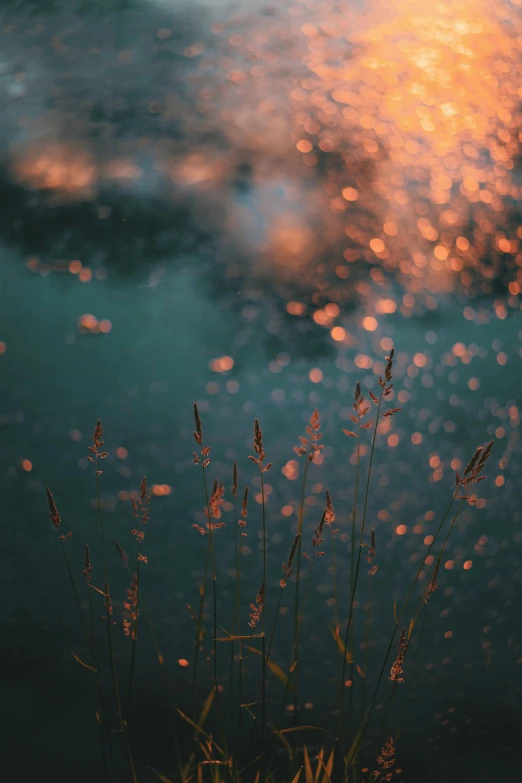 a fire hydrant sitting next to a body of water, a picture, by Attila Meszlenyi, unsplash contest winner, conceptual art, sundown misty firefly wisps, tiny fireflies glowing, reeds, concert