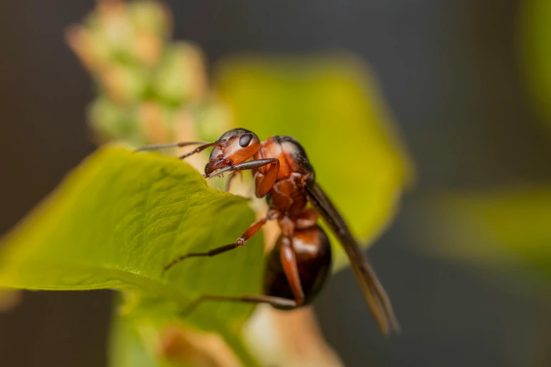 a close up of a fly on a leaf, pexels contest winner, ant humanoid, paul barson, aggressive pose, brown