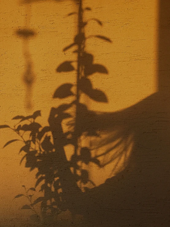 a shadow of a plant on a wall, an album cover, inspired by Elsa Bleda, unsplash, tonalism, profile image, grainy movie still, golden-hour, yael shelbia