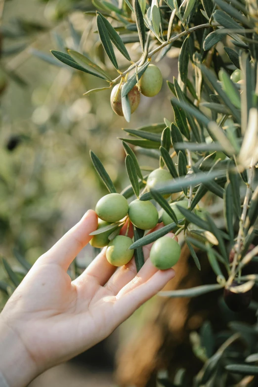 a person picking olives from an olive tree, by Julia Pishtar, trending on pexels, renaissance, holding an epée, australian, mint, 🐿🍸🍋