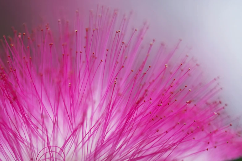 a close up of a pink flower with a blurry background, a macro photograph, by Mandy Jurgens, rasquache, colorful plasma hairs, tufty whiskers, intricate details photograph, highly microdetailed