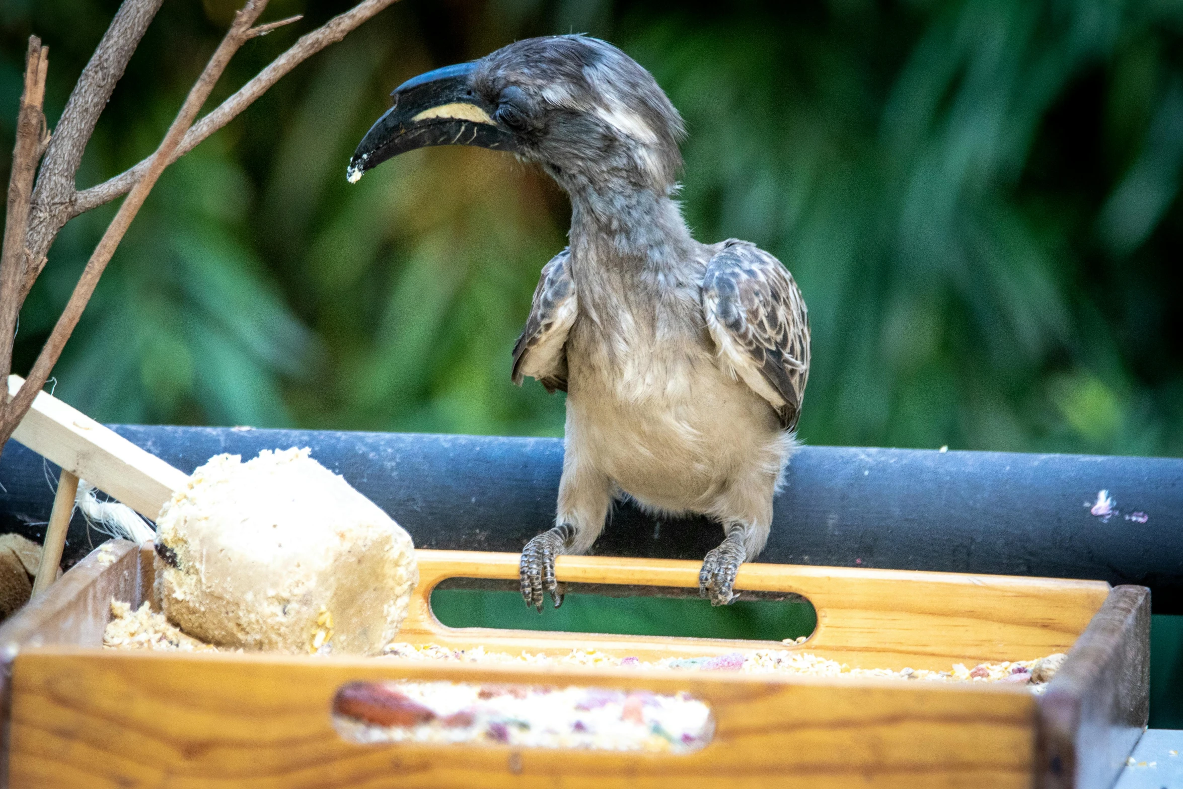 a bird standing on top of a wooden tray, by Bernie D’Andrea, pexels contest winner, sumatraism, big beak, australian, 🦩🪐🐞👩🏻🦳, resin