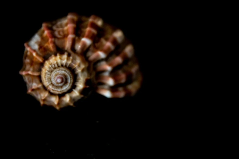 a close up of a shell on a black surface, by Jan Tengnagel, unsplash, fan favorite, timelapse, spiral, brown