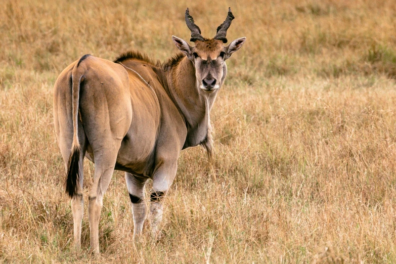 a large antelope standing on top of a dry grass field, 2019 trending photo, fan favorite, very kenyan, very buff