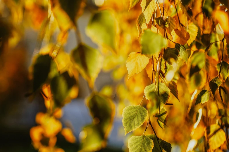 a close up of leaves on a tree, by Julia Pishtar, trending on pexels, golden glow, betula pendula, yellow and green, cinematic image