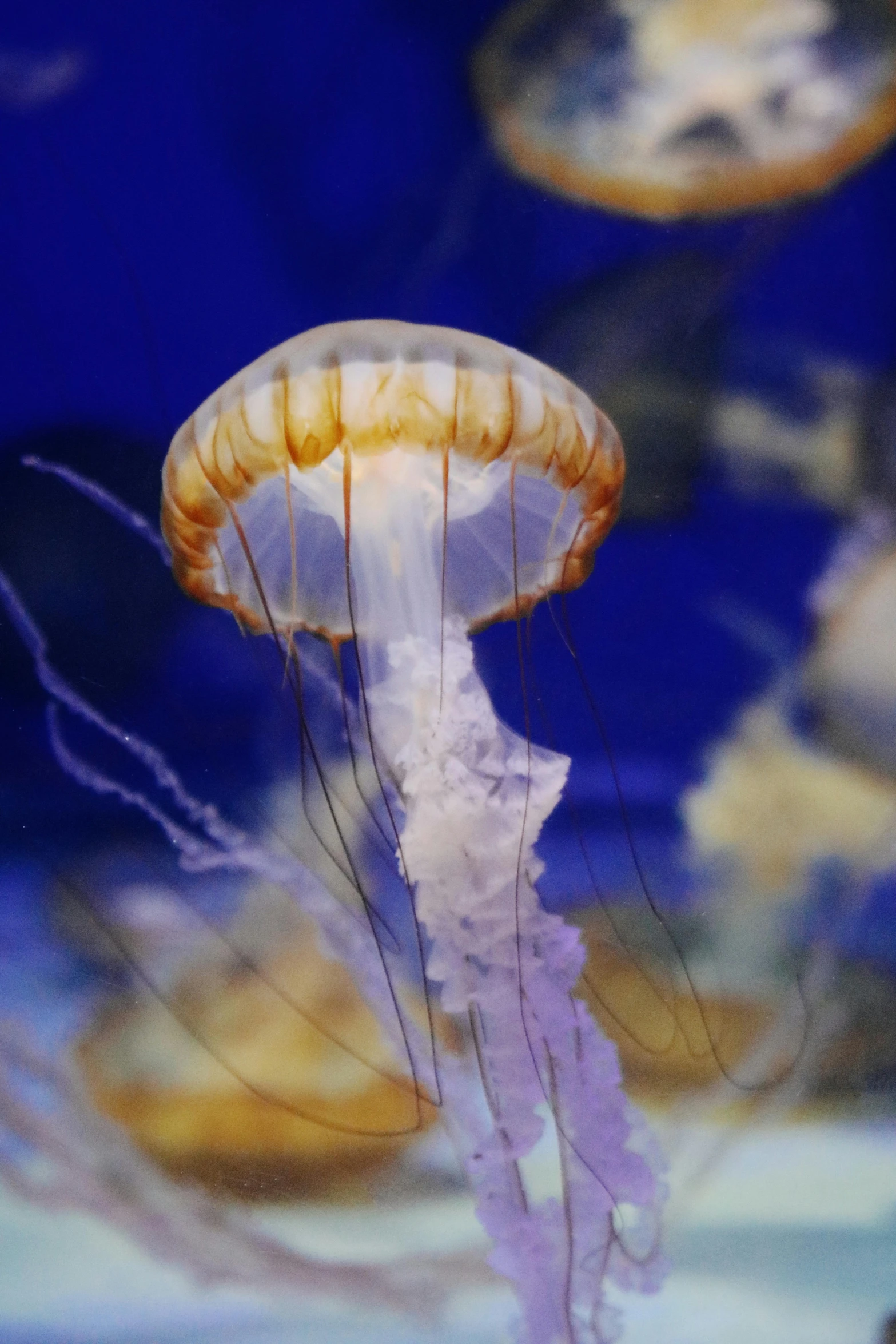 a group of jellyfish swimming in an aquarium, looking partly to the left, award - winning photo ”